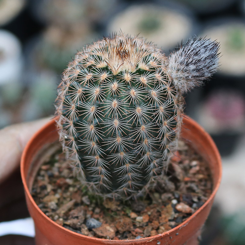 折墨虾实生仙人稀有开大花虾仙人掌多肉植物桌面多肉
