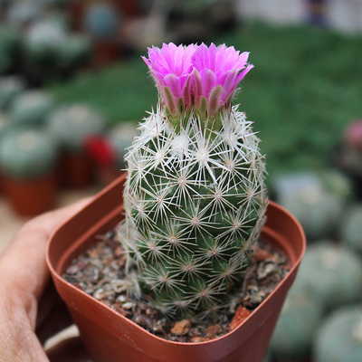 王子escobariaminima仙人稀有松球属白红花大颗进口收藏多肉植物