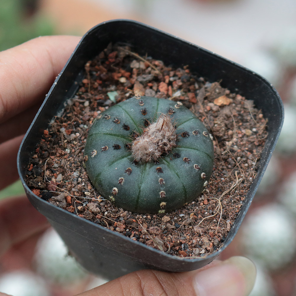 艳肌士童 士童属 实生仙人球 稀有易开花小型品种 四季好养多肉