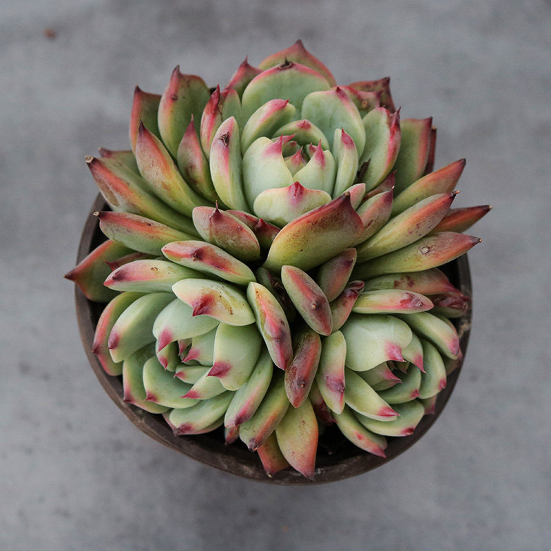 花田舍 吉娃娃多头群生多肉植物 水蜜桃吉娃莲大颗老桩 一物一拍