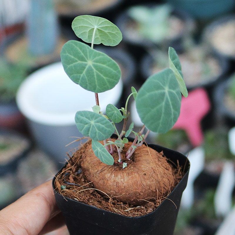 乌龟趣味进口圆叶开花块根多肉植物室内桌面多肉植物