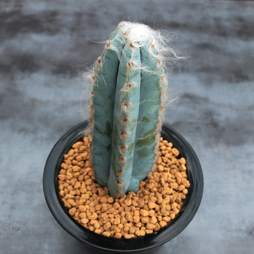 长毛蓝柱北欧创意仙人大颗蓝衣柱多植物美观多肉植物