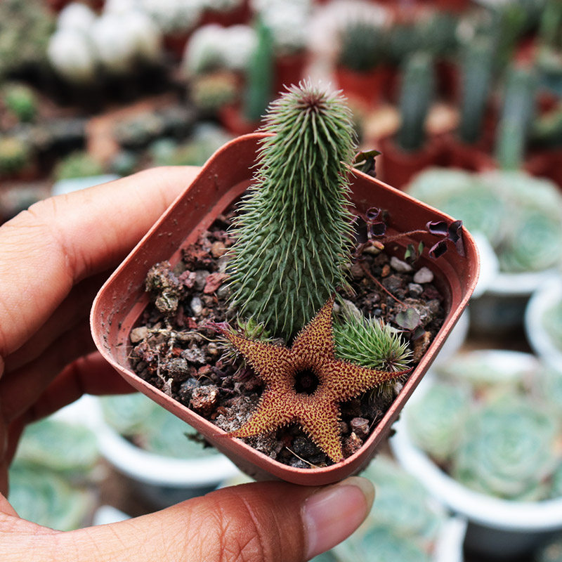田舍阿修罗多肉植物稀有开花萝藦科无刺多肉植物