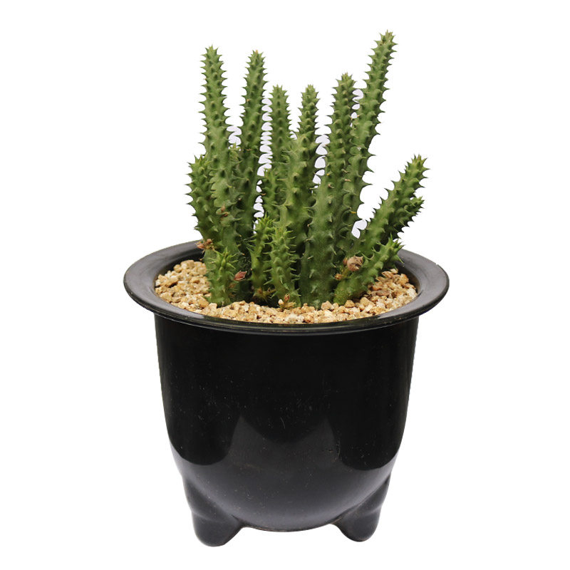 犀牛易度夏小盆组合新手度夏养活牛角无刺开花多肉植物