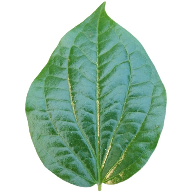 蛤蝼叶广东野菜新鲜蛤篓叶篓叶蛤捞叶越南菜假蒌叶叶菜类