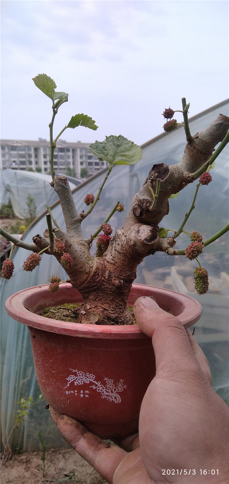 台湾姬桑果日本小叶桑葚小树盆栽微型盆景花果小品素材