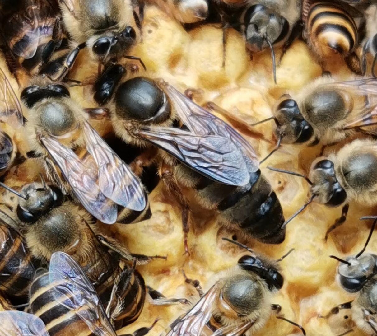 蜂王中蜂色王处女蜜蜂王蜜蜂阿坝王优质双色优质授粉蜂