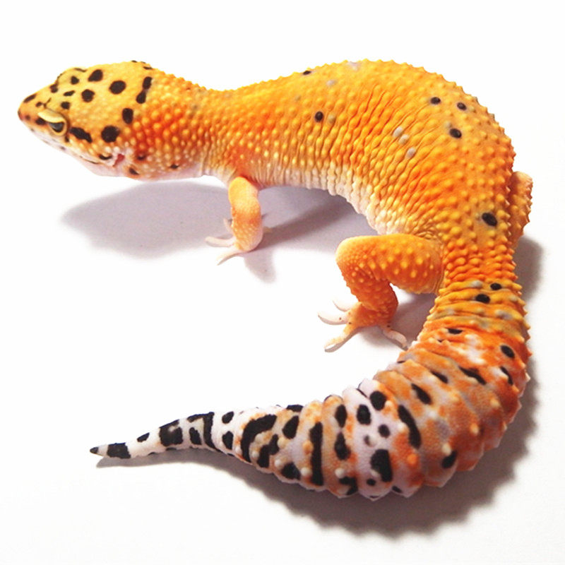 爬虫豹纹守宫活体 温顺可爱宠物蜥蜴 全国包邮包风险