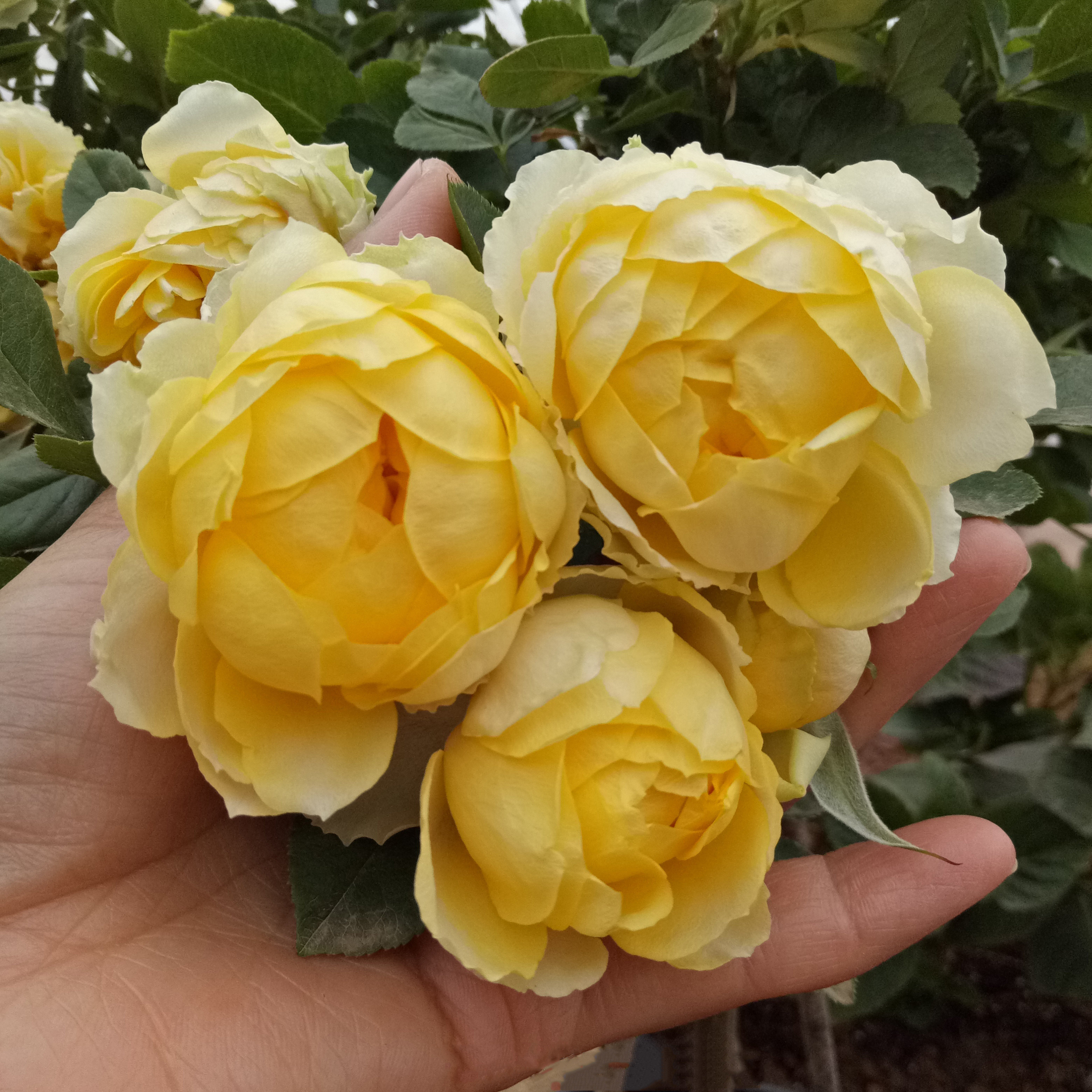 金丝雀canary阿波罗阳台荷兰兰欧月季玫瑰玫瑰花花苗时令草本花卉