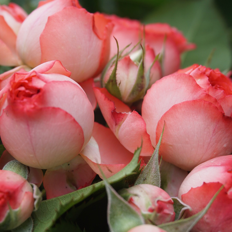 珊瑚宝石尤物 新品欧月季多头勤花丰花四季开花 抗病玫瑰花苗大苗