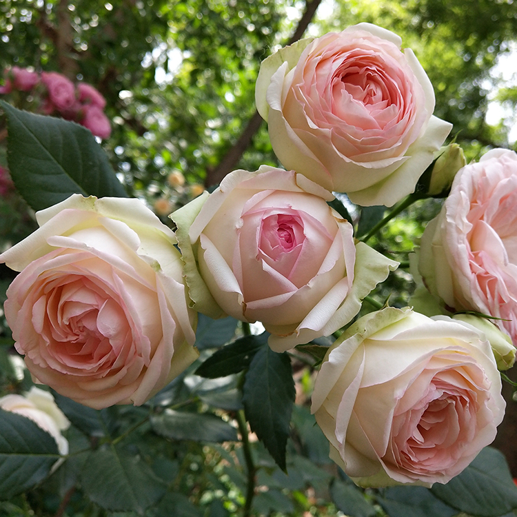 蒙娜丽莎欧月月季粉红红玫瑰蔷薇花苗阳台庭院盆栽花卉