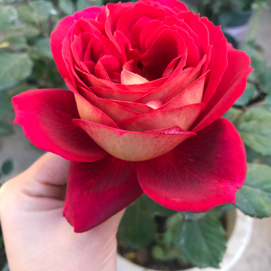 马萨德医生灌木木欧月季玫瑰玫瑰花花苗复古双色花卉