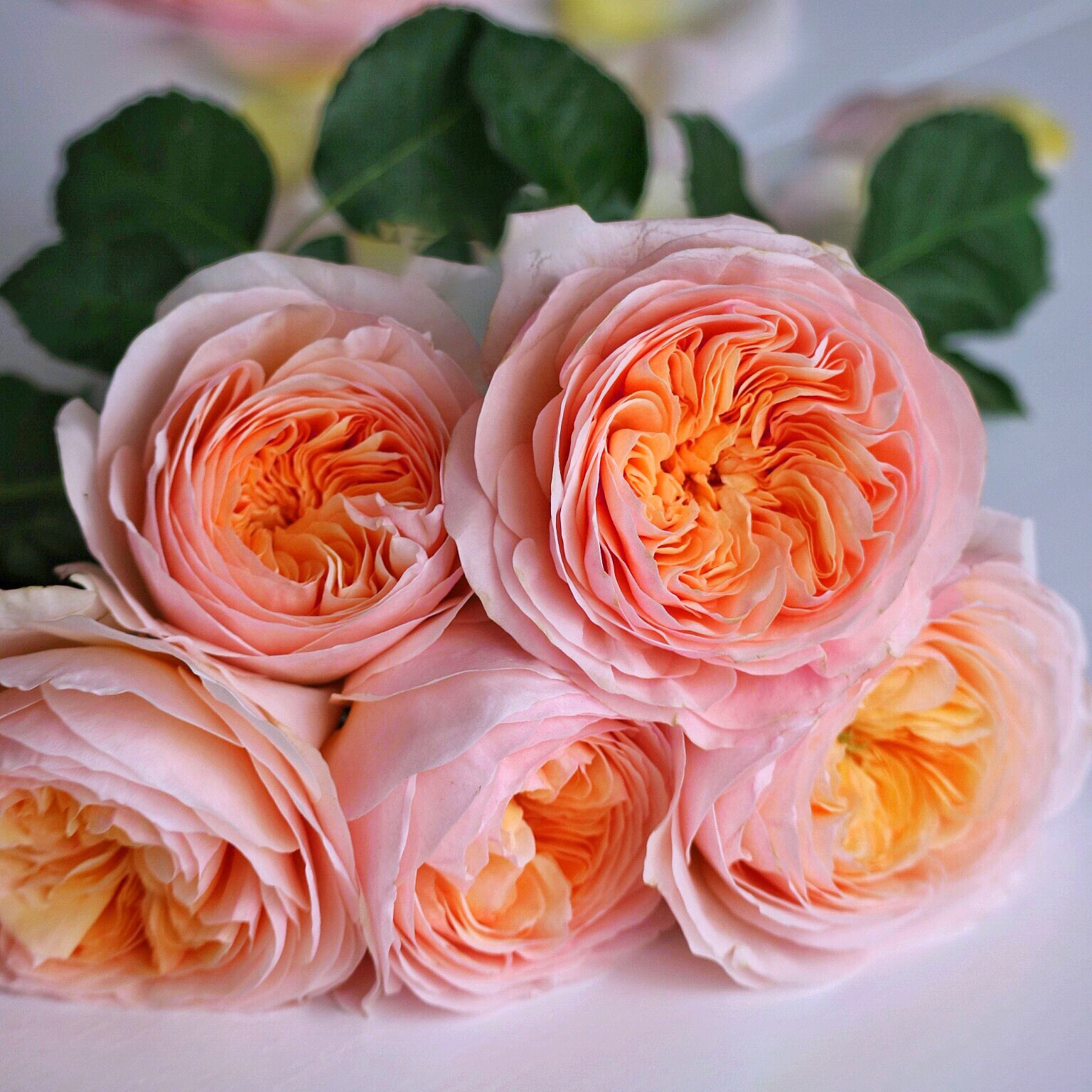 朱丽叶灌木奥斯汀欧月月季玫瑰花卉盆栽植物阳台时令草本花卉