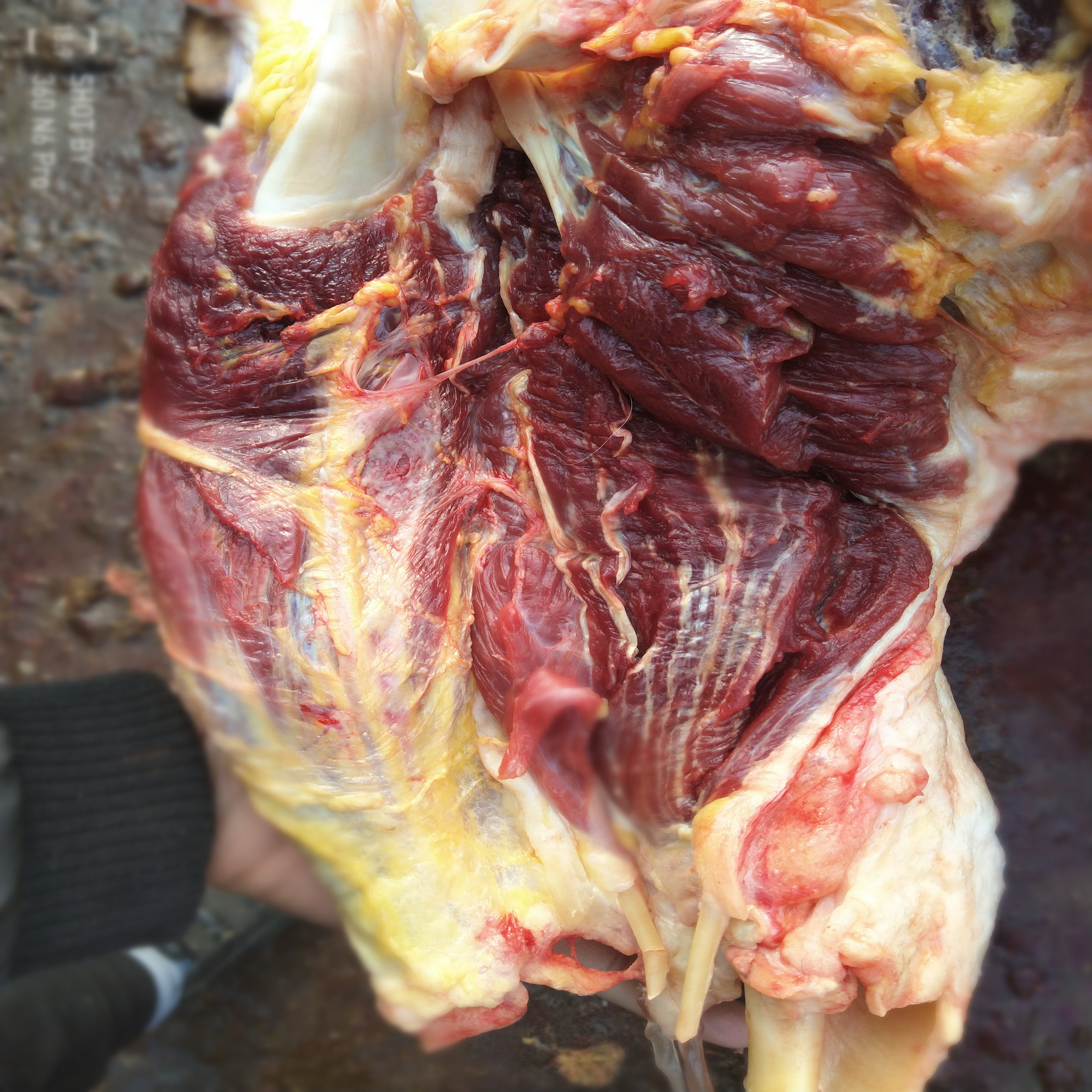 马肉河北特产正宗现杀新鲜带皮不带顺丰包邮其它生肉制品