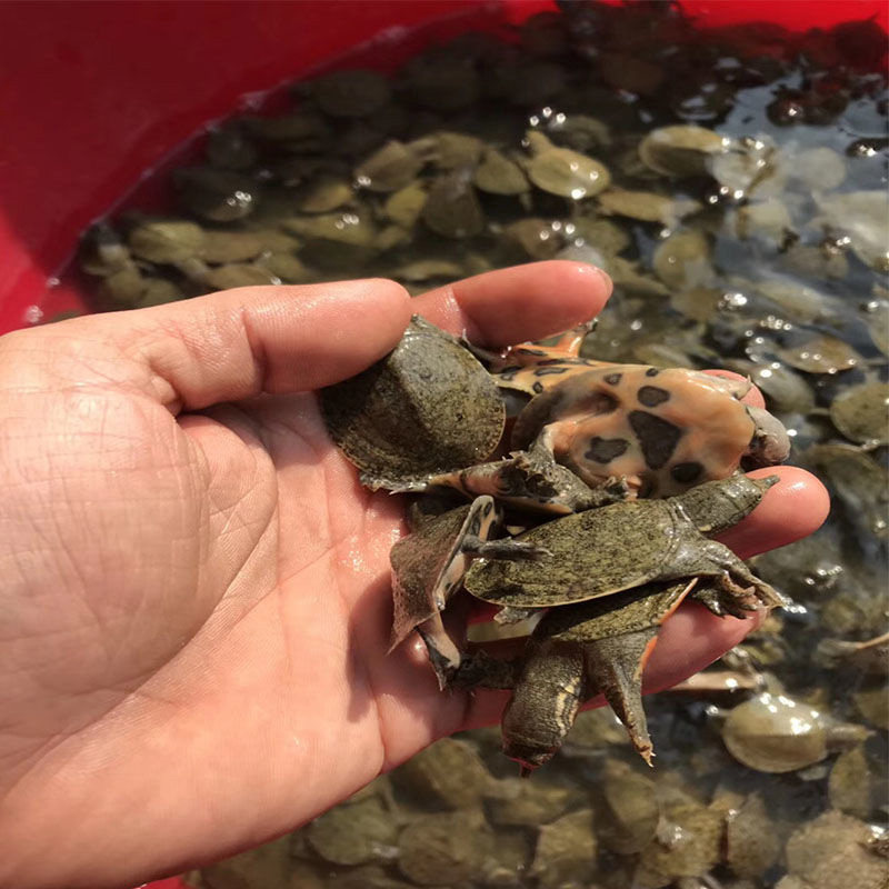外塘生态养殖活体免邮包活甲鱼苗-生态龟鳖养殖场