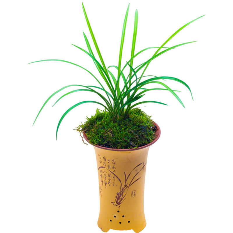 名贵兰花苗春兰兰草花卉盆栽绿植植物张荷素浓香时令草本花卉