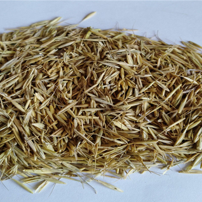 牧草种子老芒麦种牛羊食用成活率高量大量大从优家庭园艺种子