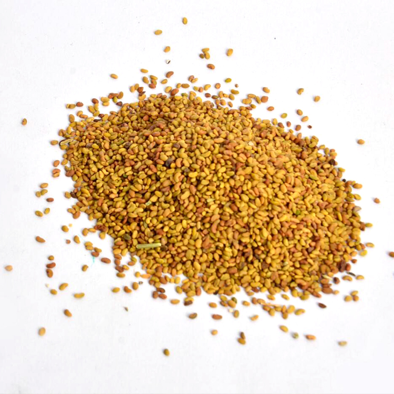 紫花苜蓿草种子多年生四季牧草种子芽苗菜种籽鸡鸭鹅牛羊鱼草种