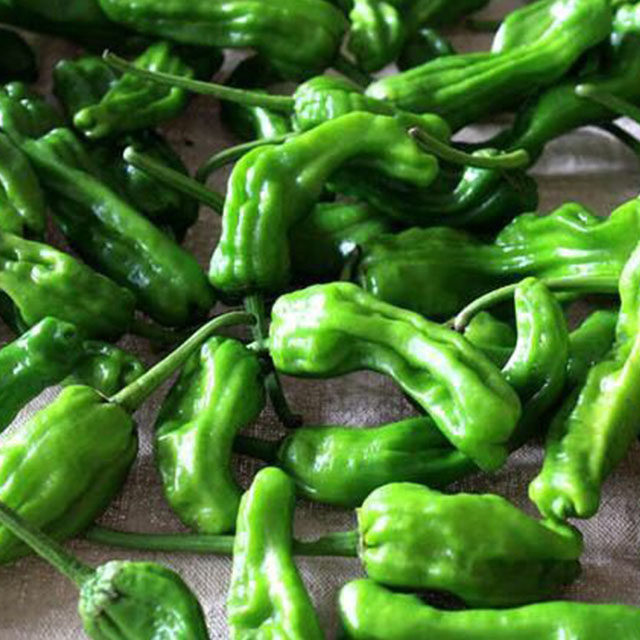 辣椒枣庄本地薄皮辣子子鸡农家自产农产品包邮辣椒