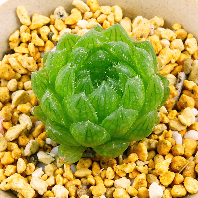 多肉姬玉露花卉植物盆栽防辐射开窗晶莹剔透满额包邮多肉植物