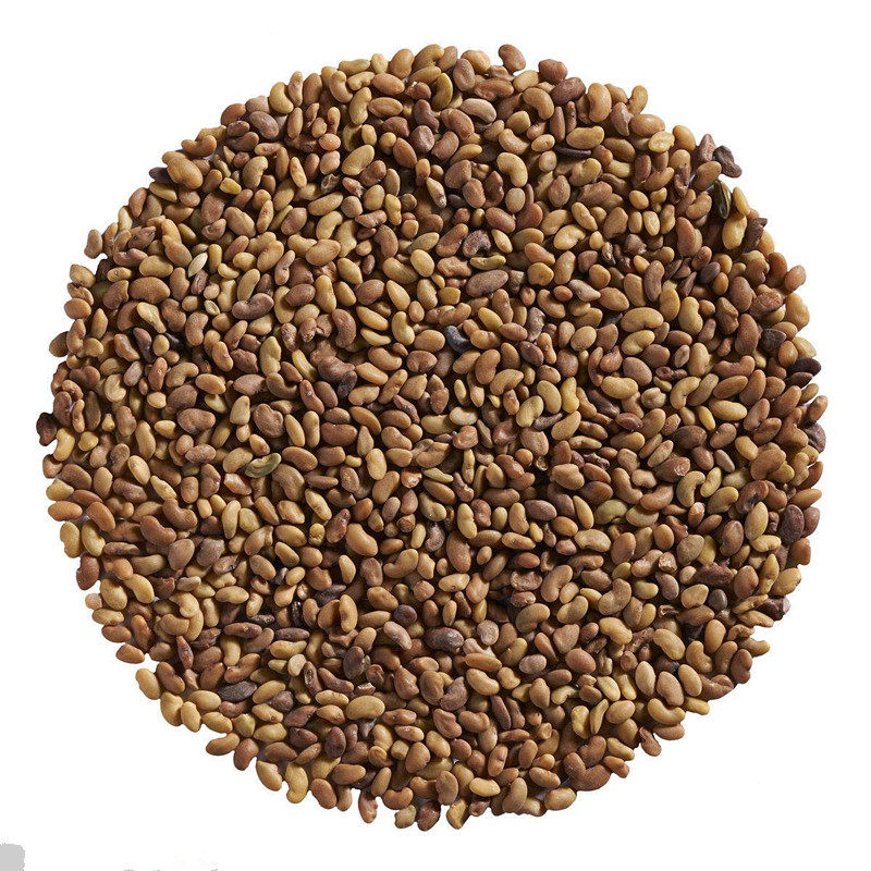 紫花苜蓿草种子多年生四季牧草种子苜蓿菜种籽鸡鸭鹅牛羊鱼草种籽