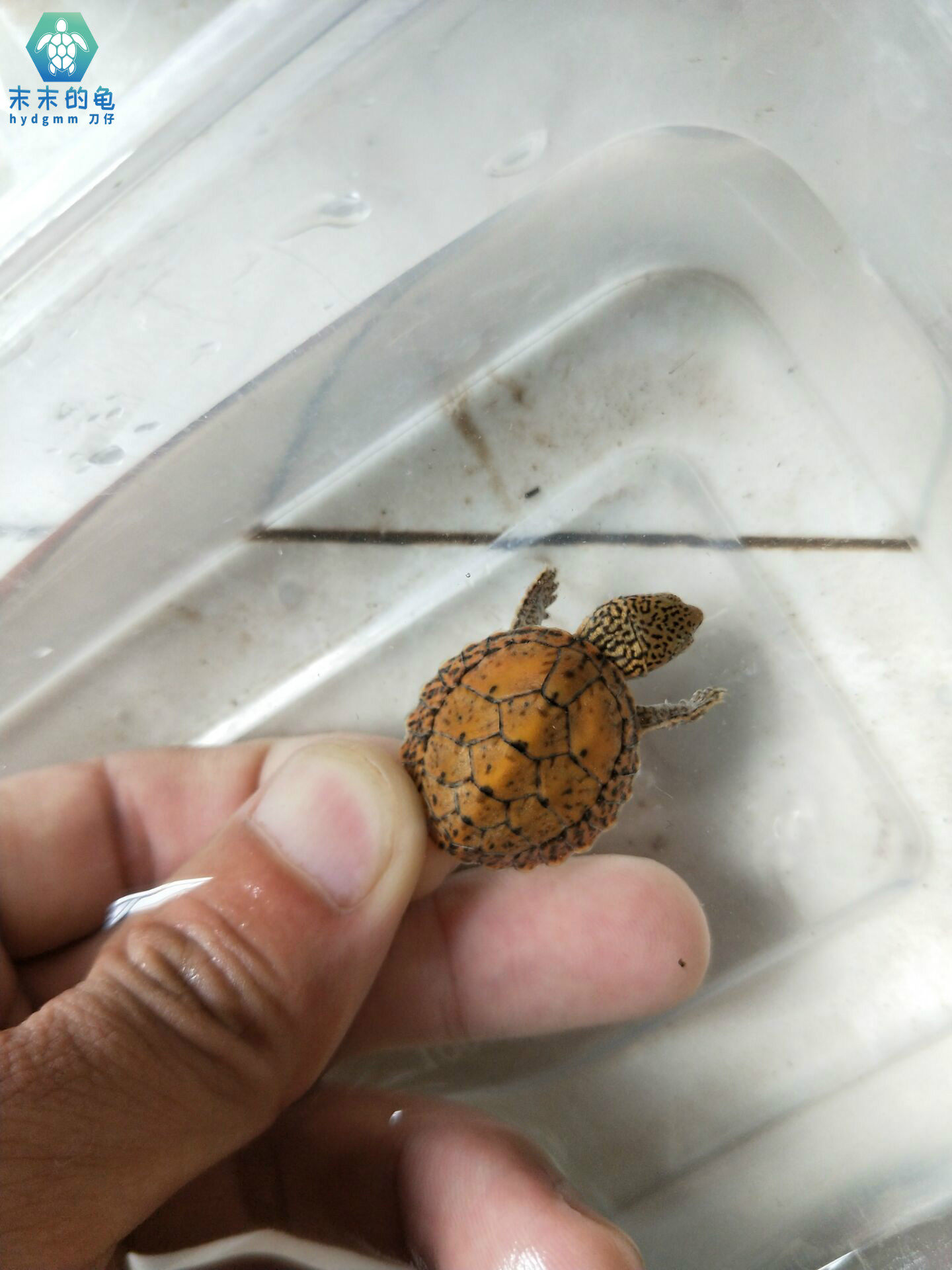 蛋龟虎纹巨头宠物观赏乌龟包开食包邮包邮包风险龟