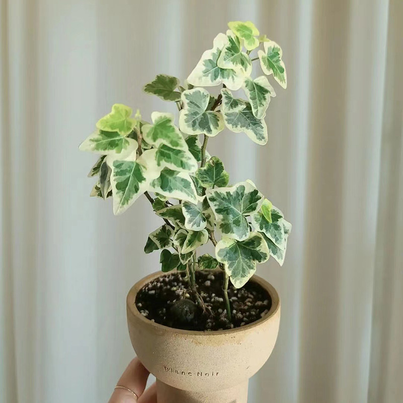 雪莹常春藤小众植物美丽叶子日本稀有品种日系绿植