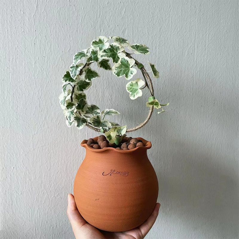 雪莹常春藤小众植物美丽叶子日本稀有品种日系绿植