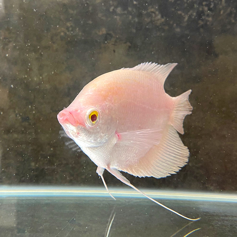 招财战船活体眼红红眼热带观赏鱼大中型风水发财鱼鱼