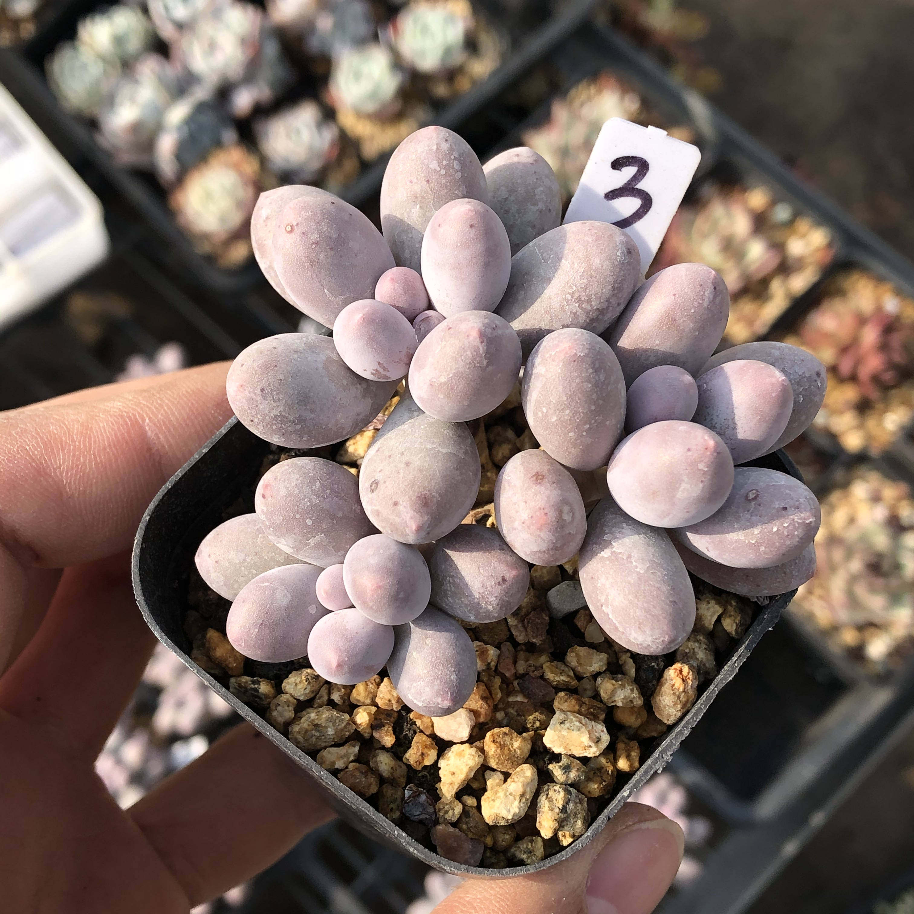 新品本多母本奶酪手指一拍yoyo一物群老桩汤圆多肉植物