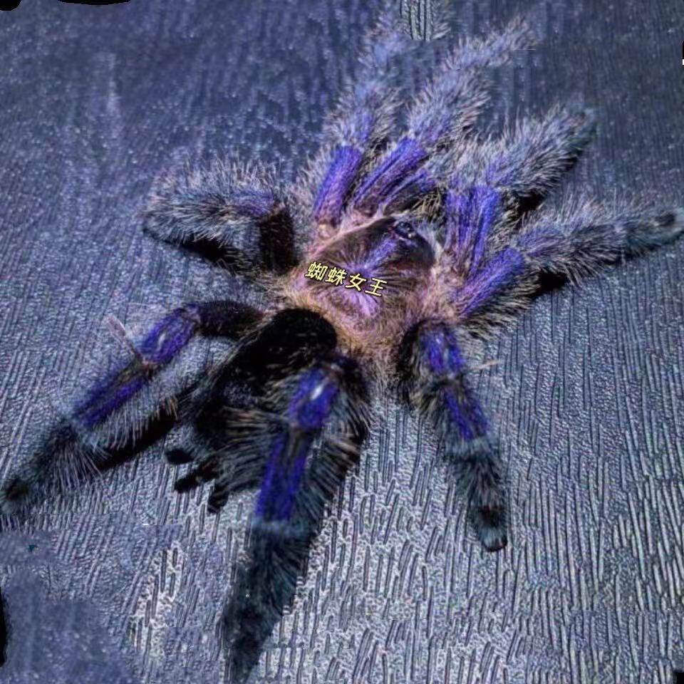 蜘蛛蜘蛛女女王厄瓜多尔蓝紫粉趾足展厘米非常温顺蜘蛛