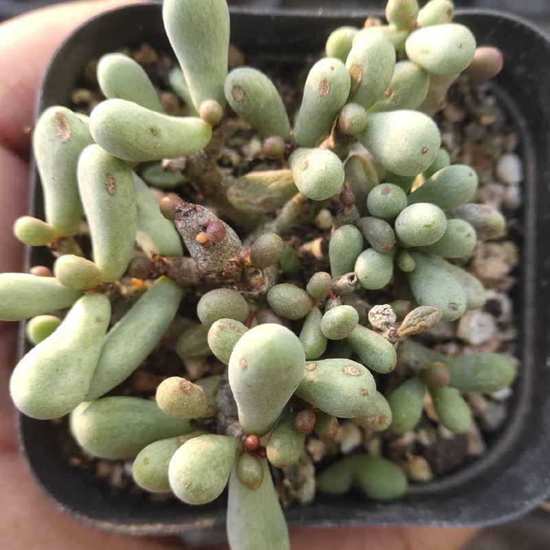 群卵多头头小老桩多肉植物稀缺品种阳台办公桌多肉植物