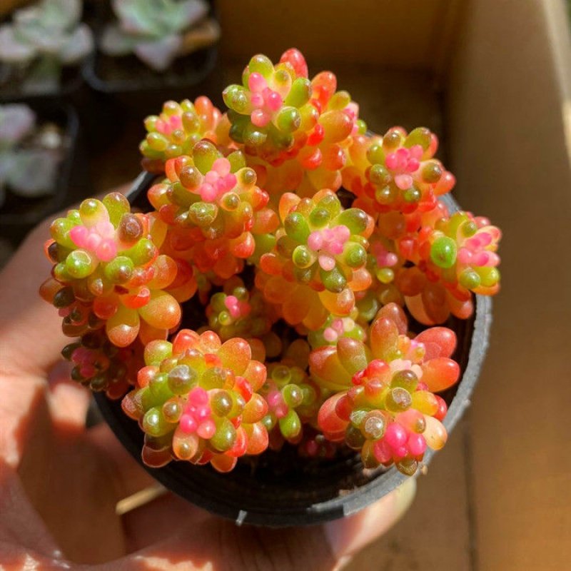 群生多颗彩色红色浆果锦多植物盆栽果酱酱肉多肉植物