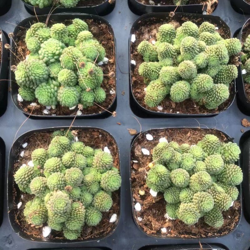 瑞典魔男多肉植物