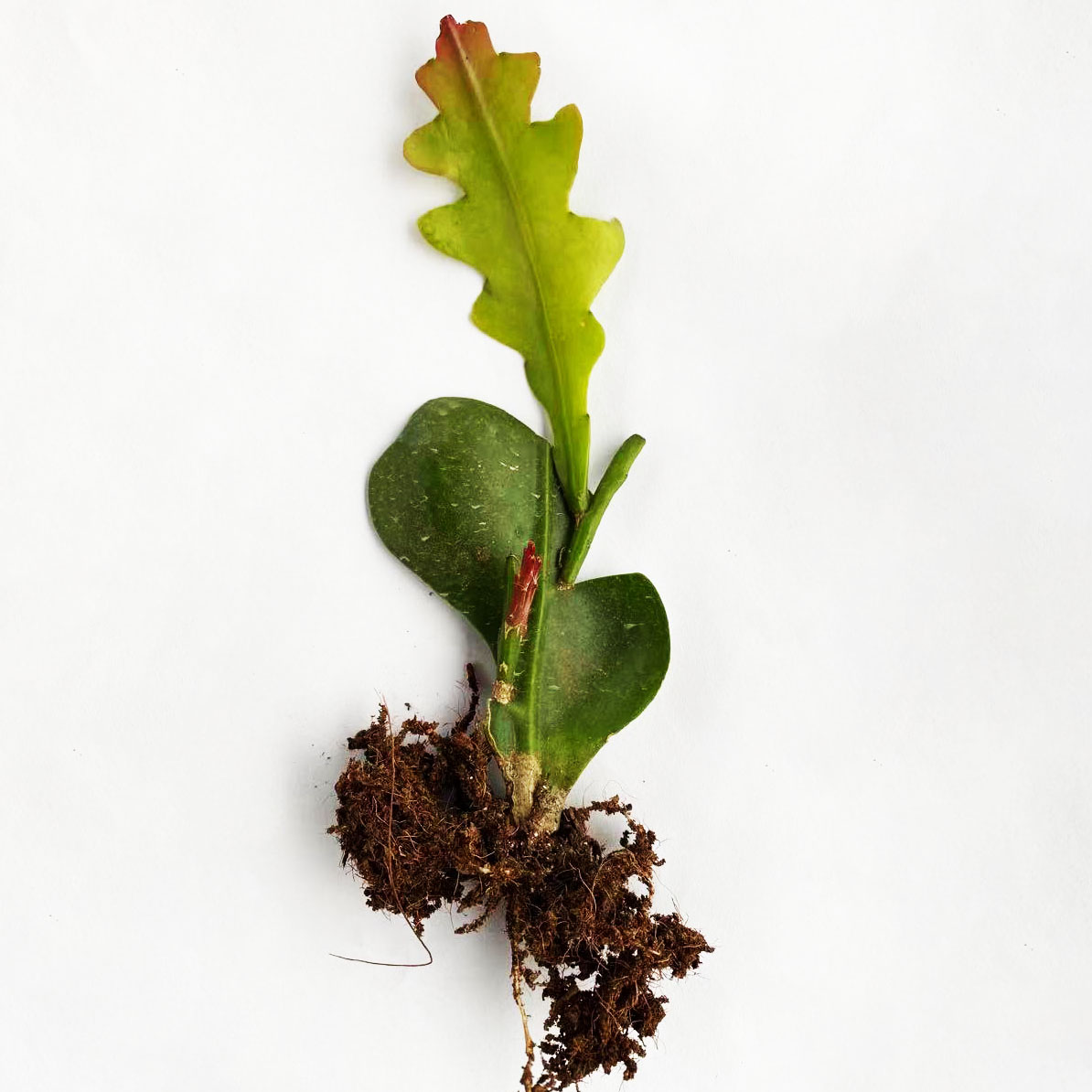 锯齿昙花花苗非鱼鱼骨令箭稀有花卉绿植卧室花卉