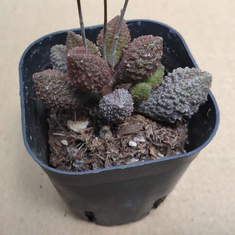 荔枝水泡稀有有多植物阳台桌面小盆盆栽美观多肉植物