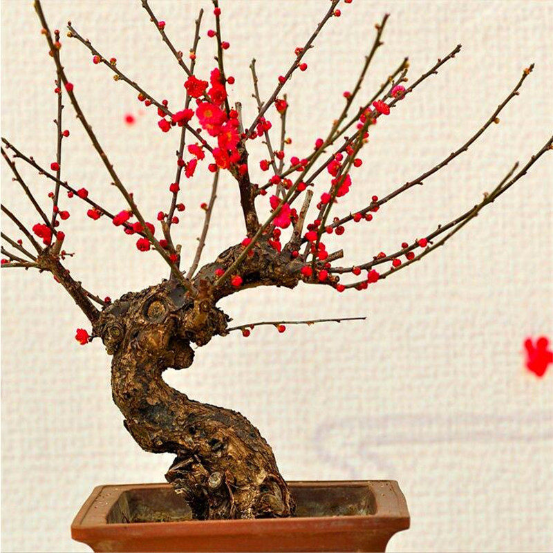 原生盆栽耐寒花卉香型浓香养活室内红梅朱砂花卉