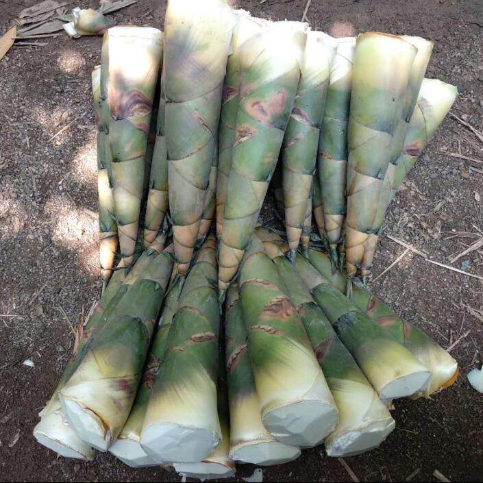 广西婆家新鲜竹笋:从泥土到餐桌的鲜味奇迹