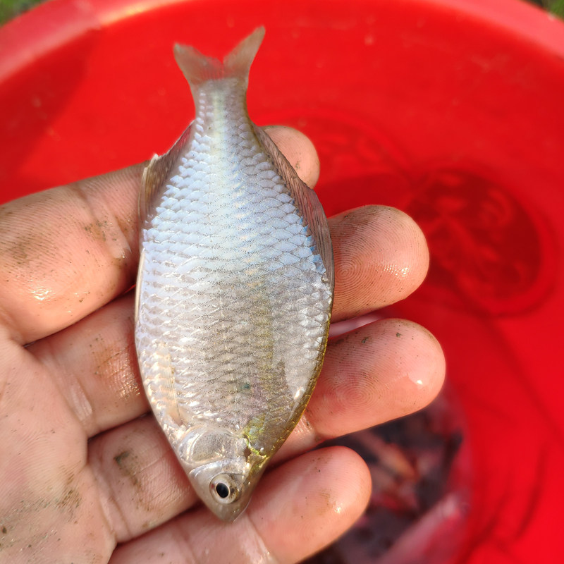 湖北现杀淡水鱼野生餐条新鲜小野野鱼小白鲫鱼淡水鱼类