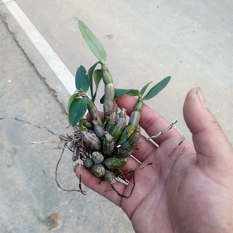 石斛喉红盆栽雨林造景袖珍万丈须包时令草本花卉