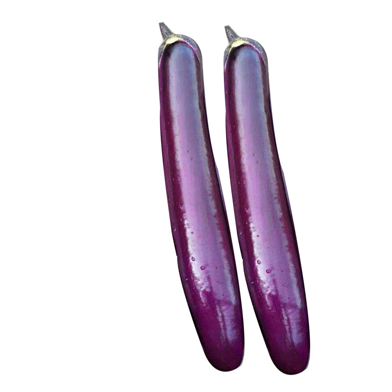 农家紫茄种子紫红长茄种籽紫茄子种子春秋季四季阳台盆栽蔬菜种孑