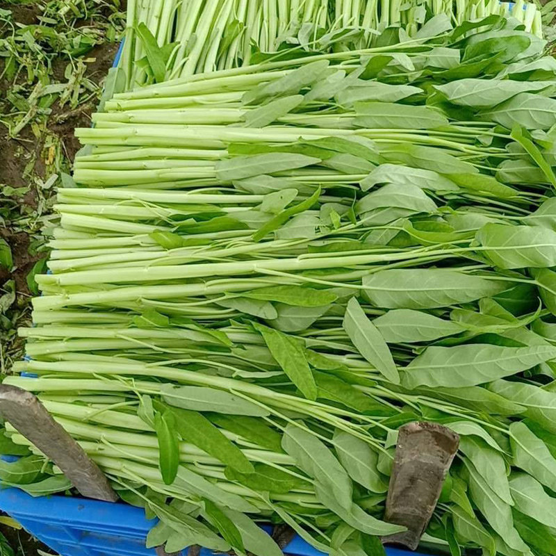 港种大叶白骨空心菜种子阳台盆栽水田水上春夏季家庭园艺种子