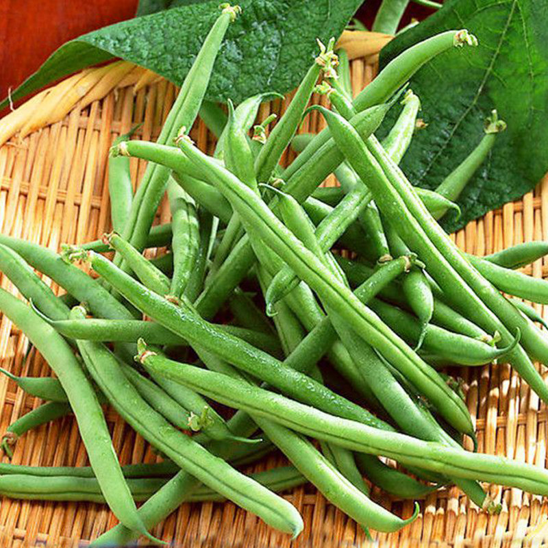 矮生地豆四季豆种籽无架豆春夏秋蔬菜种子阳台盆栽播种孑包邮