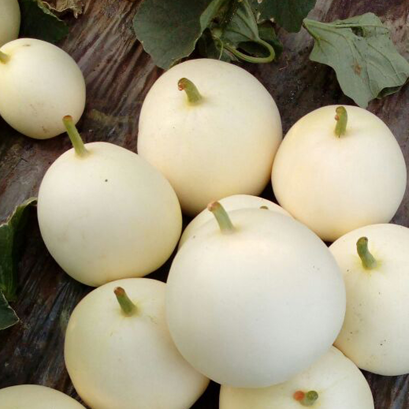 白皮红肉甜瓜种子新疆冰糖白蜜宝薄皮四季香瓜家庭园艺种子