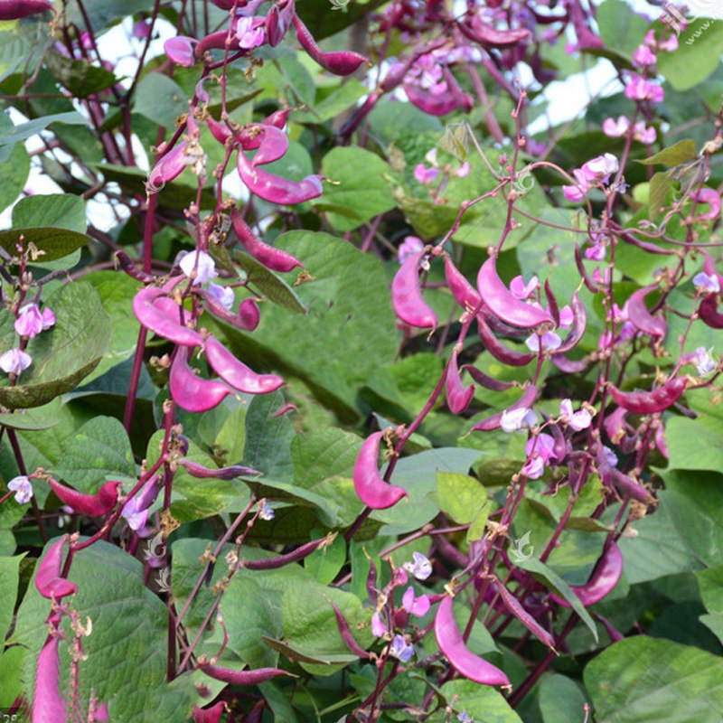 紫扁豆种子紫眉豆蔬菜种籽盆栽阳台扁豆种春季四季菜