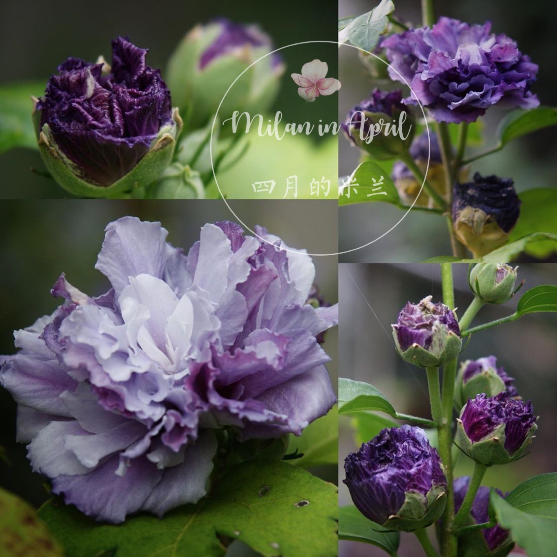 特惠进口日本紫玉重瓣木槿花苗优雅紫色勤花时令草本花卉