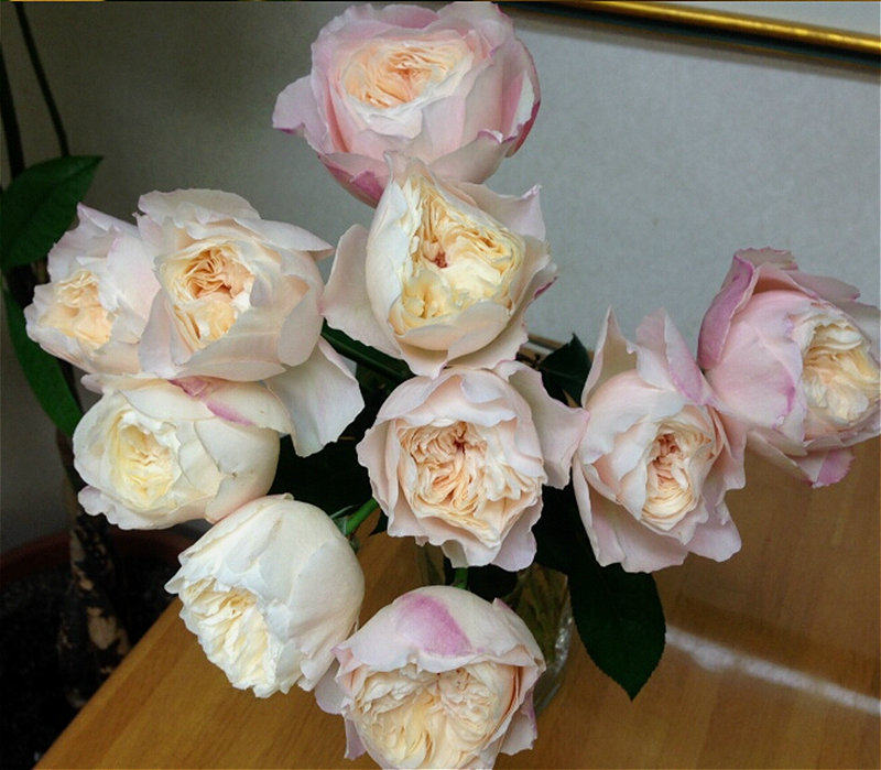 思雨美空月季日系新品欧月勤花抗病庭院绿植时令草本花卉