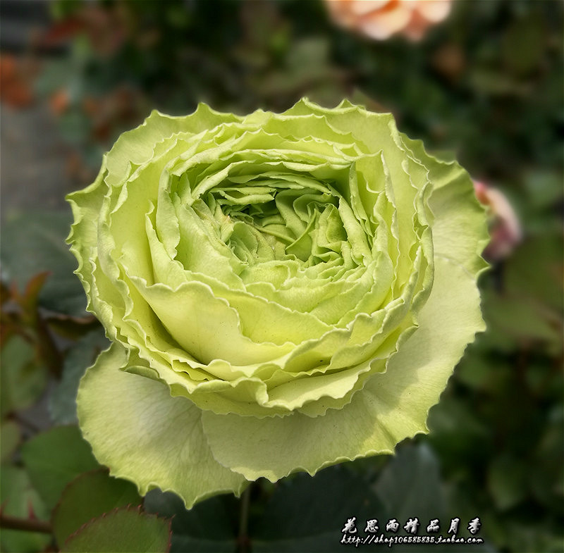 思雨日系新品切包绿色月季若菜wakana盆栽庭院时令草本花卉