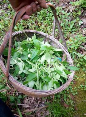 丽水新鲜苦菜苦叶菜净重500g败酱草