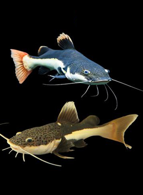 红尾招财猫活体短身狗仔鲸观赏鱼